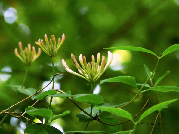 Bois des Moutiers (4) Summer 2012